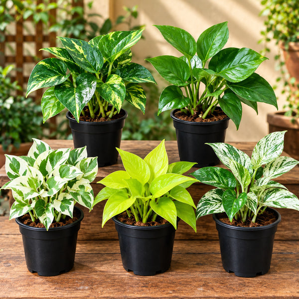 MONEY PLANT COMBO - (SET OF 5 PLANTS ) C- 5