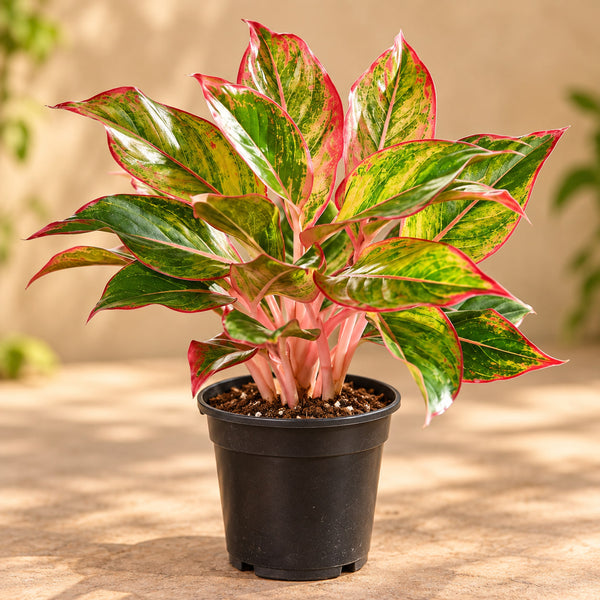 Aglaonema lipstick