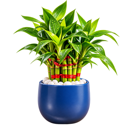 LUCKY BAMBOO