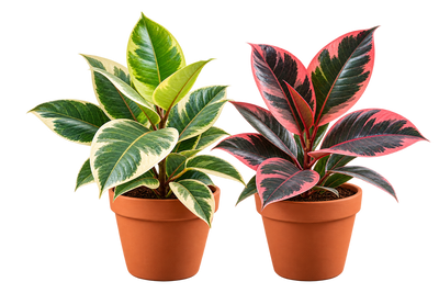 COMBO OFFER PLANTS