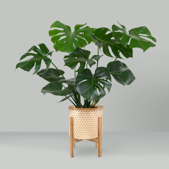 MONSTERA DELICIOSA (MEDIUM SIZE )