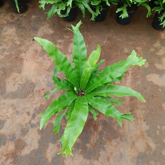 BIRD NEST FERN
