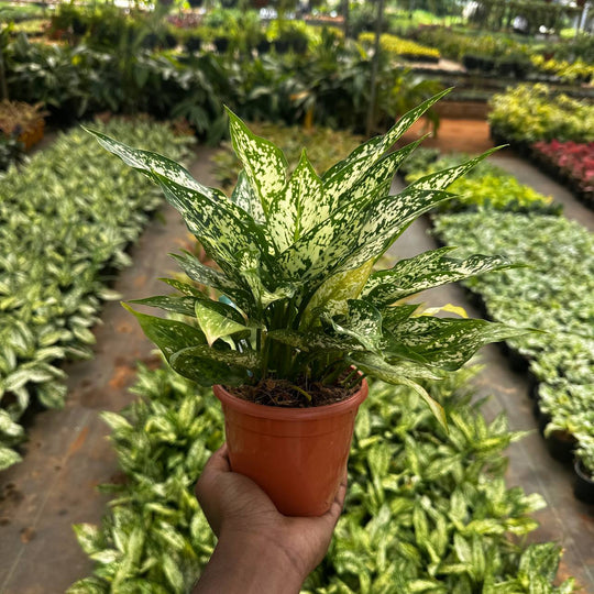 Aglaonema 'Snow White