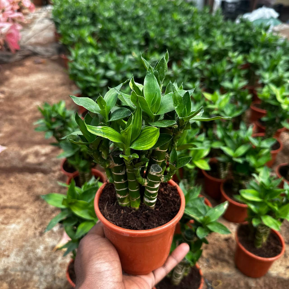 Lotus bamboo