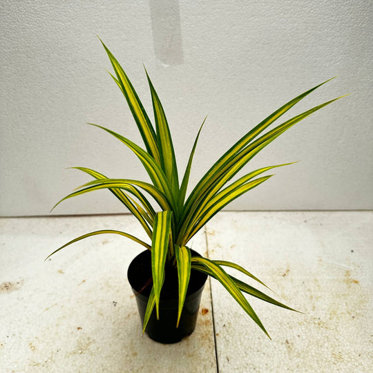 PENDANUS VARIGATED