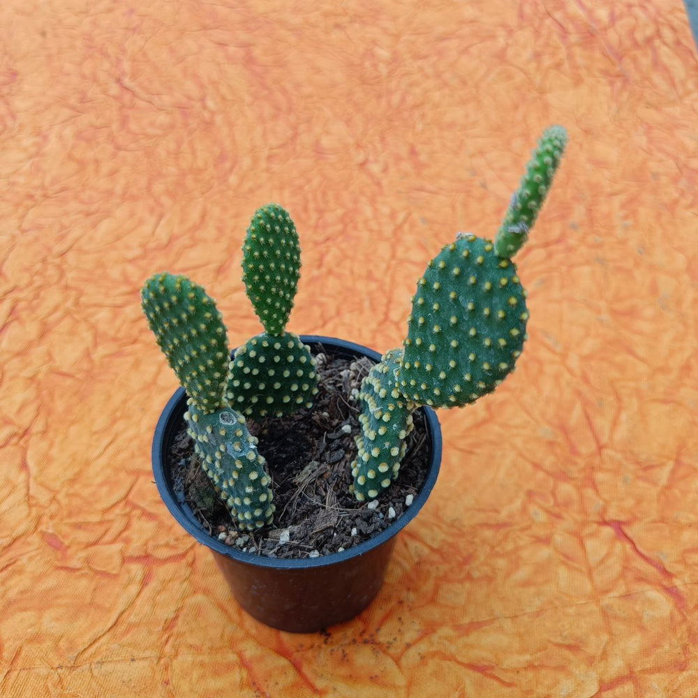Bunny ear cactus