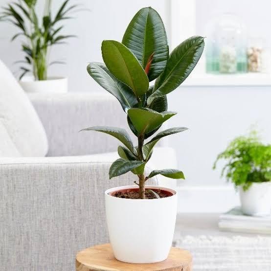 Rubber Black Plant