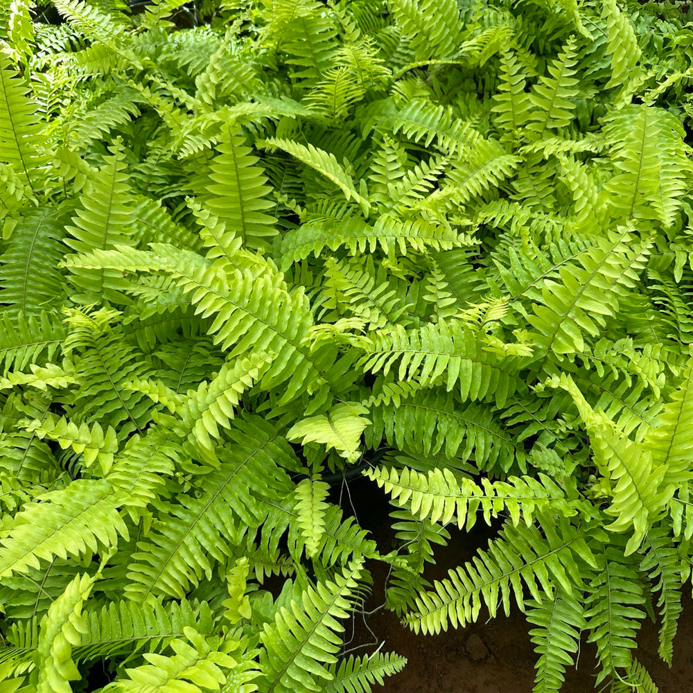 Golden fern (medium size )