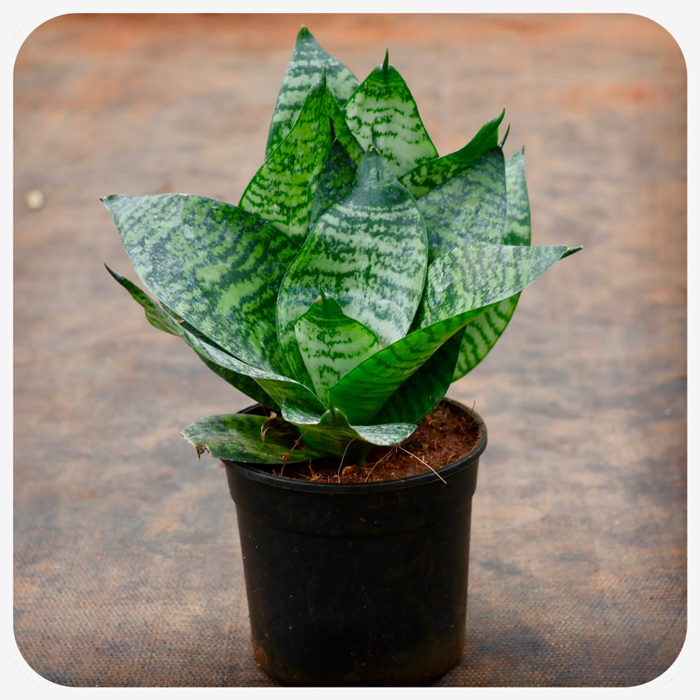 Snake plant green small