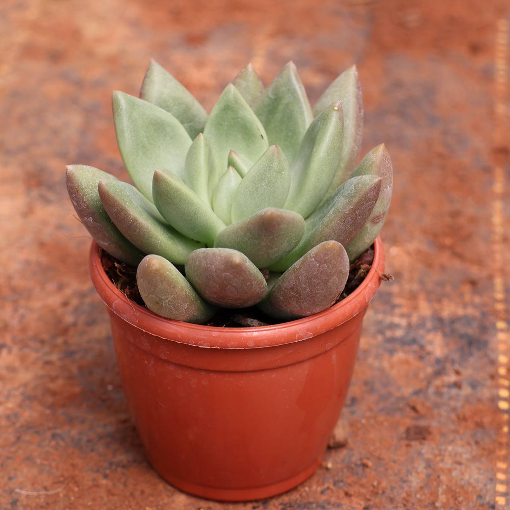 succulent c-4