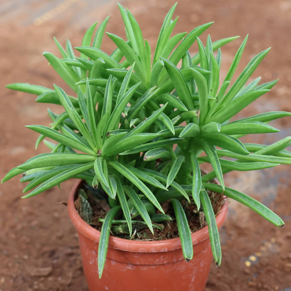 succulent c-9