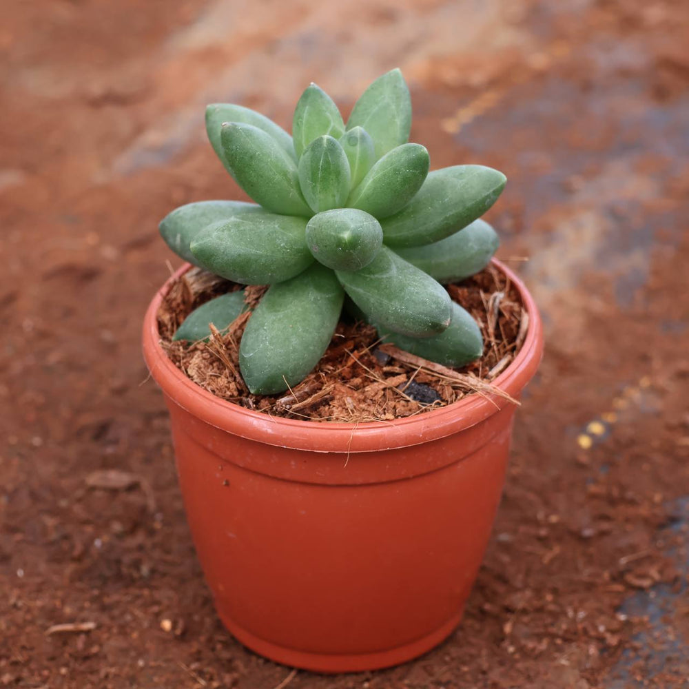 succulent c-11