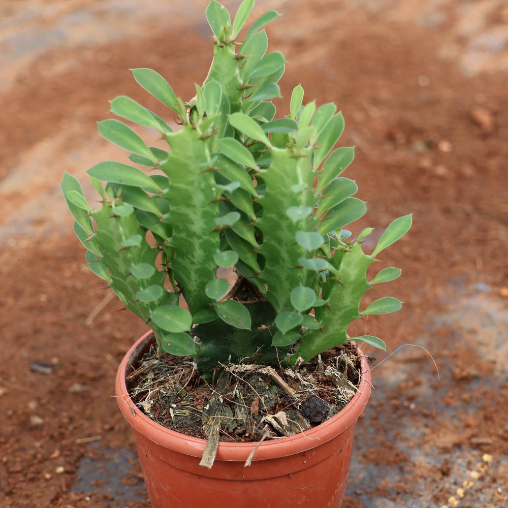 succulent c-15
