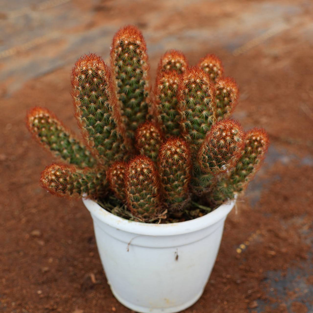 succulent c-17
