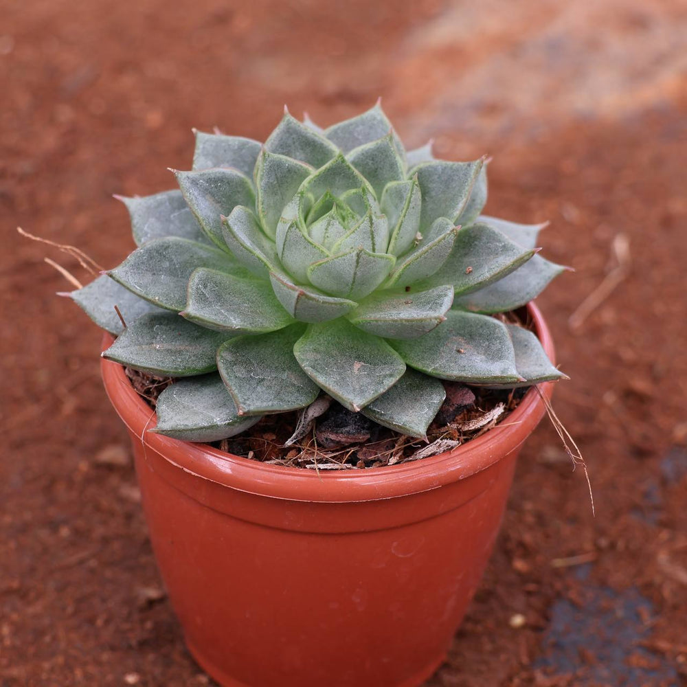succulent c-18