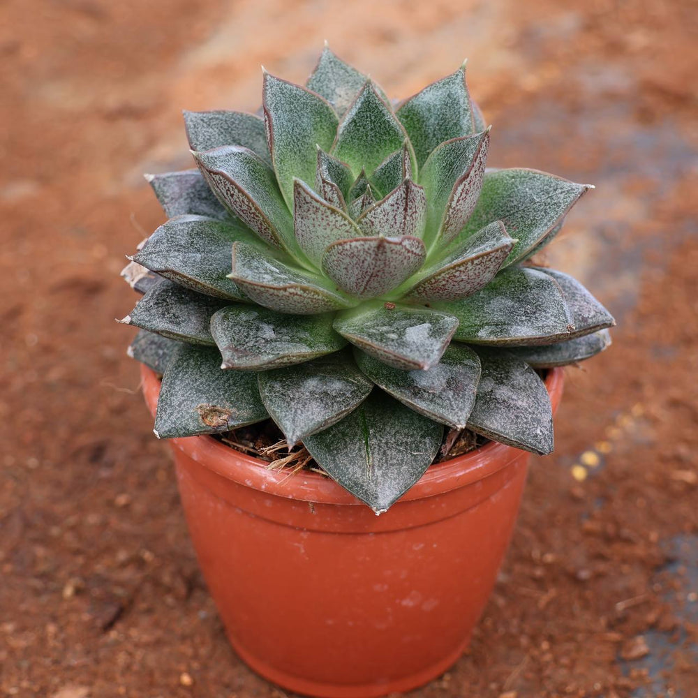 succulent c-19