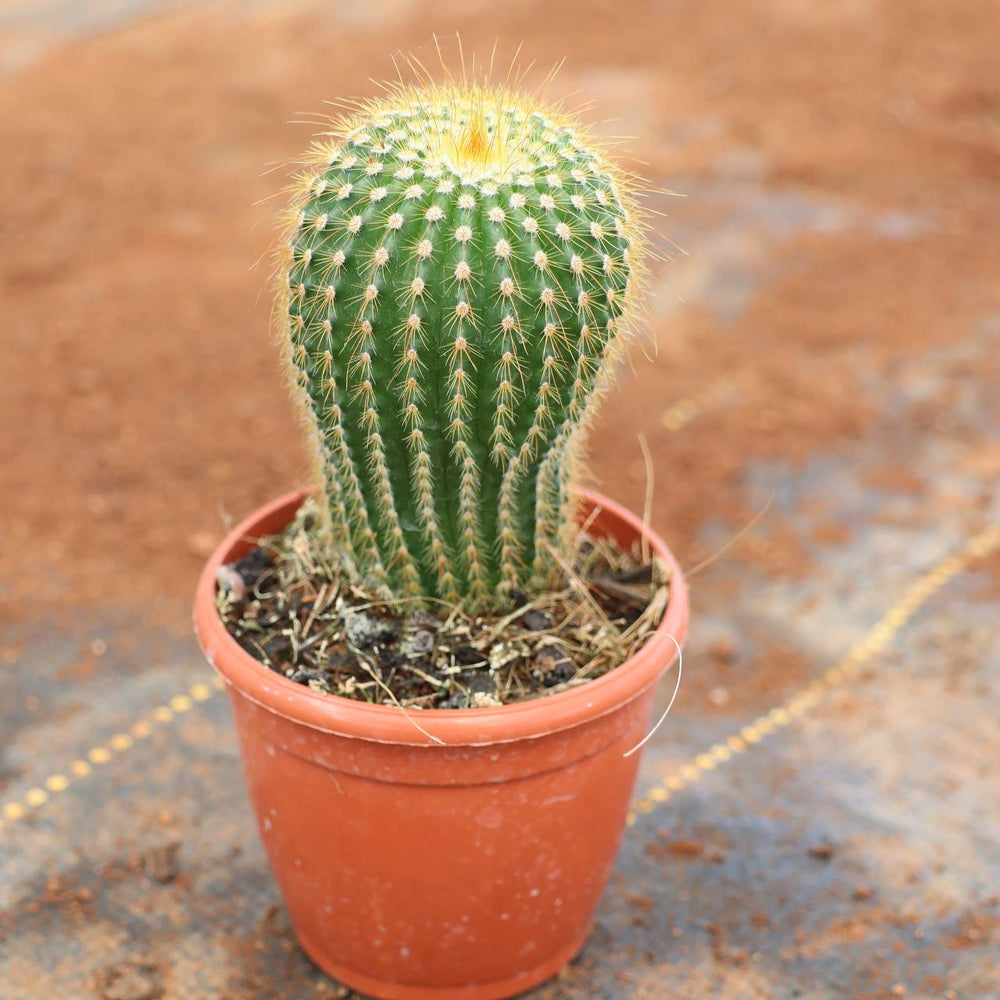 succulent c-25