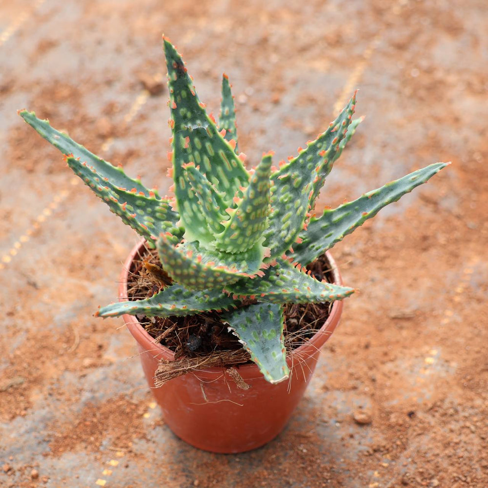 succulent c-28