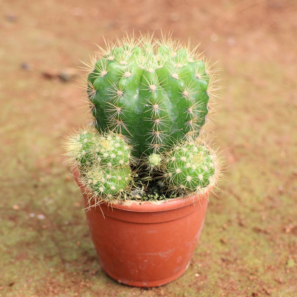 succulent c-30