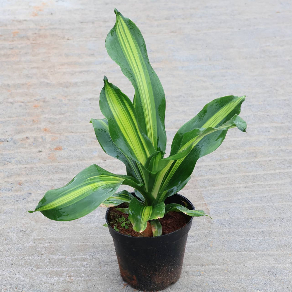 Dracena Massangeana