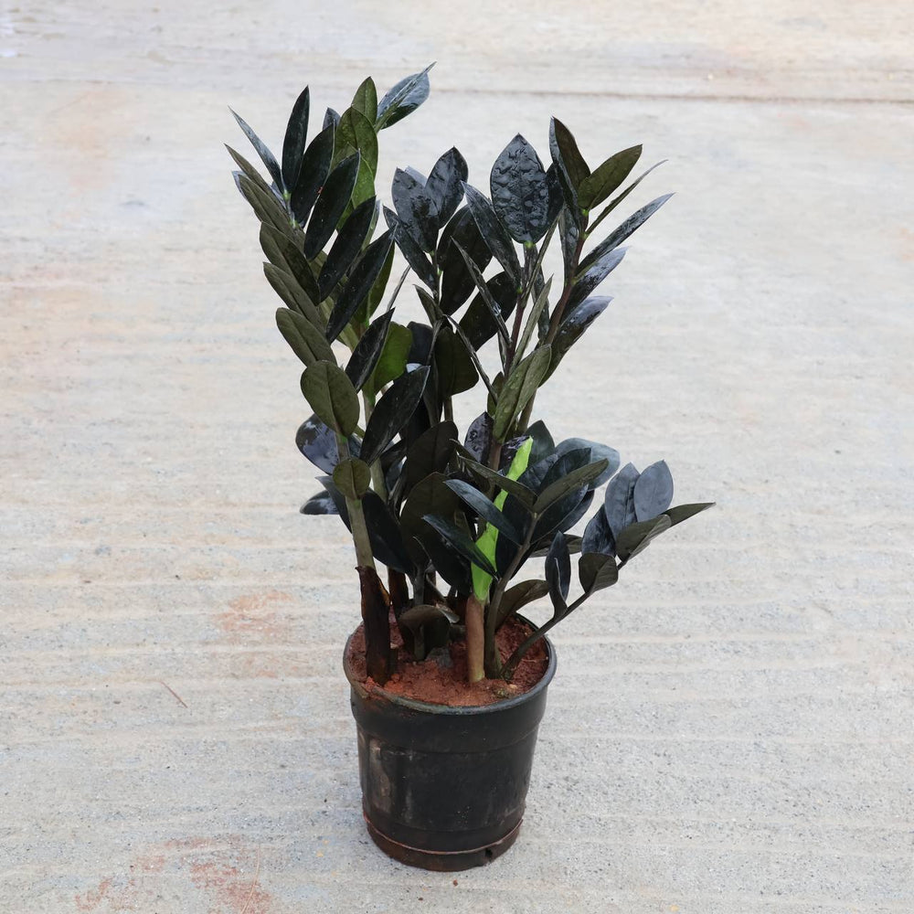 ZZ Black plant (ZZ Raven)