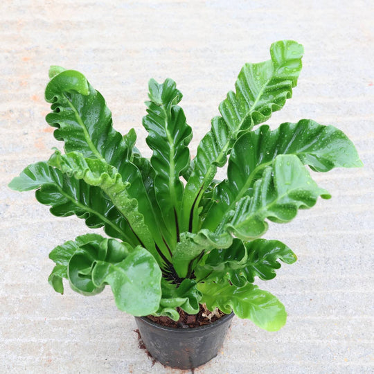 Copra fern