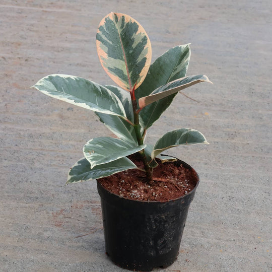 RUBBER WHITE  VARIGATED PLANT