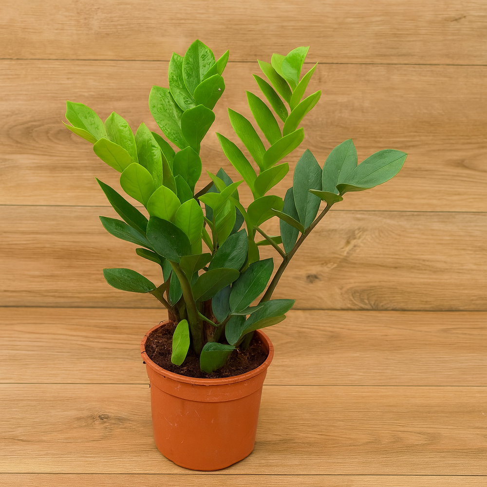 ZZ Green plant (Zamioculcas zamiifolia)