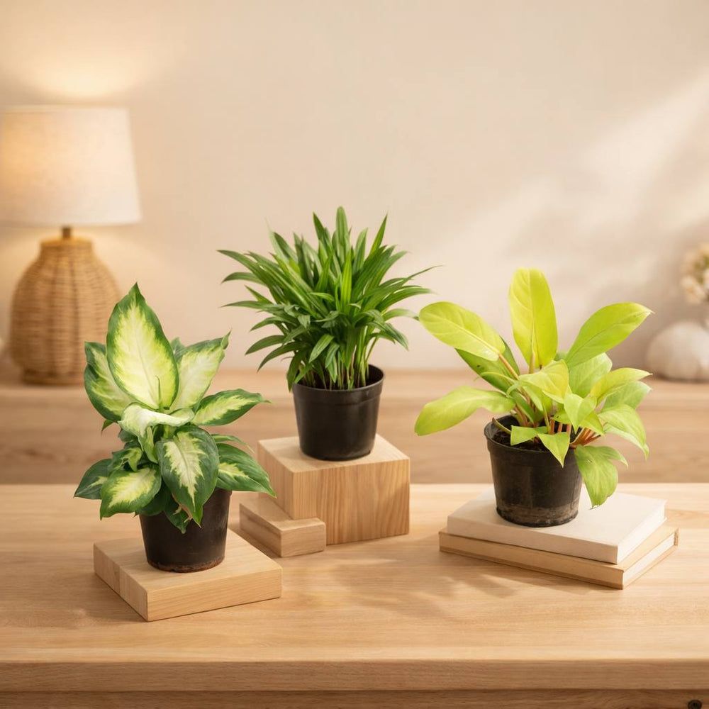 Living Room Decor Plants Bundle c-13