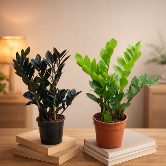 ZZ PLANT COMBO ( green and black ) C-11
