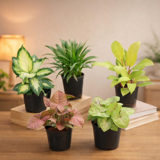Set of 5 Air Purifier Plant Bundle C-14