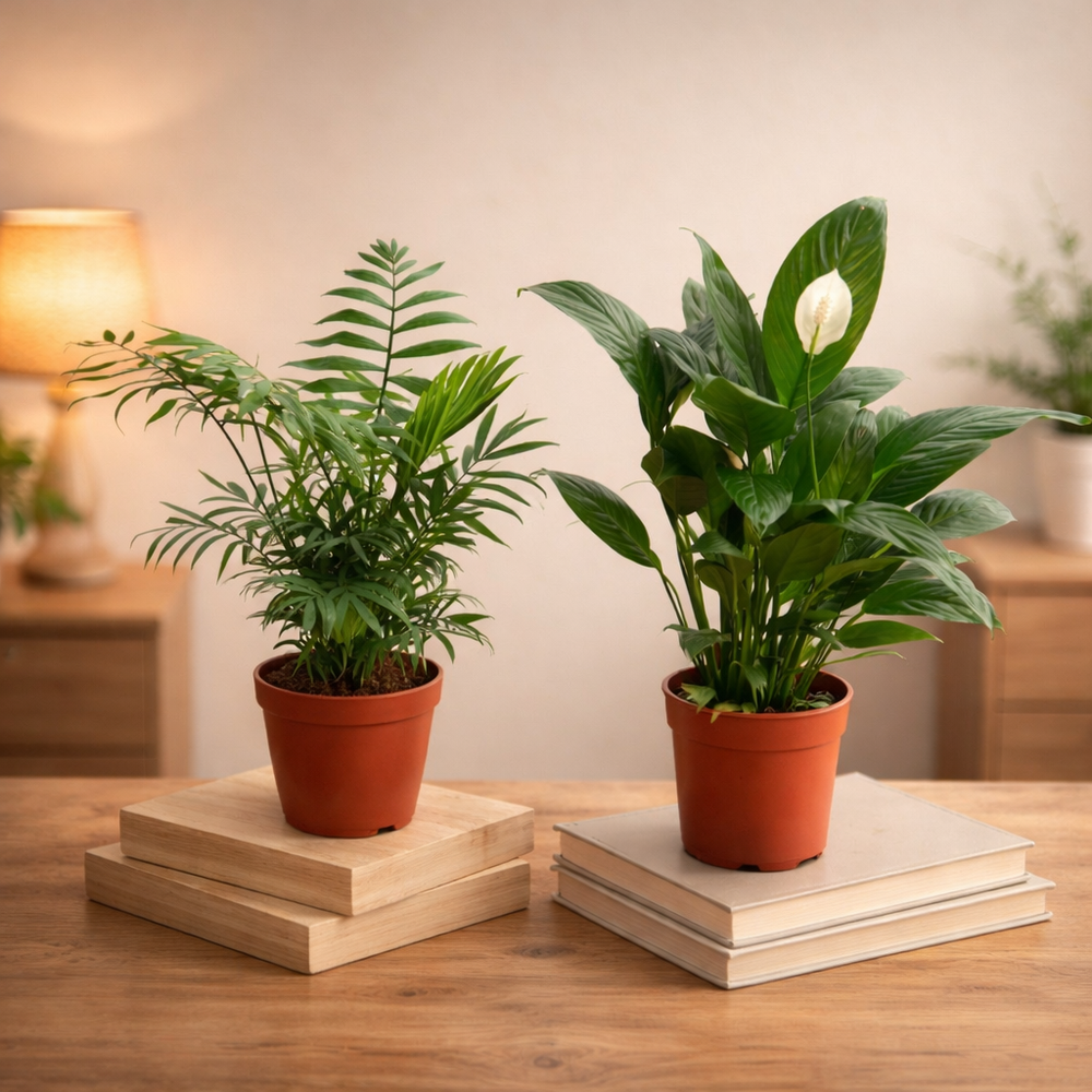 Living Room Decor Plants Bundle C-15