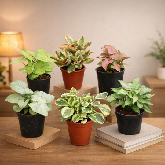 Top 5 Easiest to Grow Plants C -9