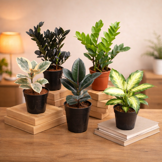 PLANT BUNDLE SET OF 5 PLANTS C-10