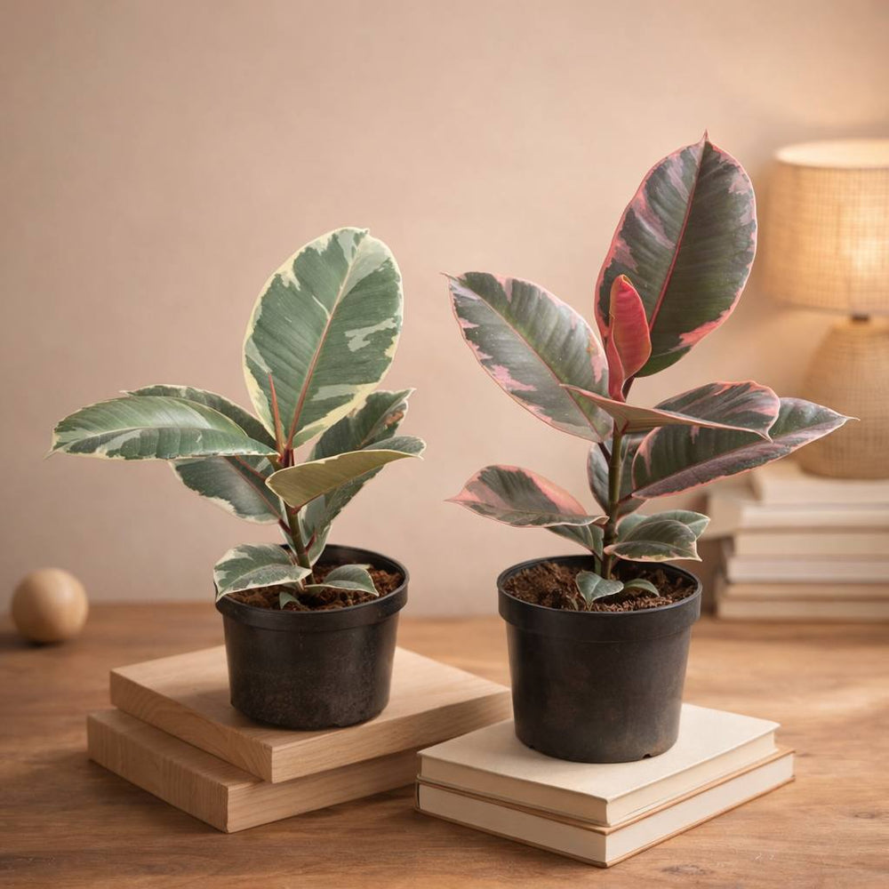 Rubber plant varigated 2 colours (red and white ) C-2