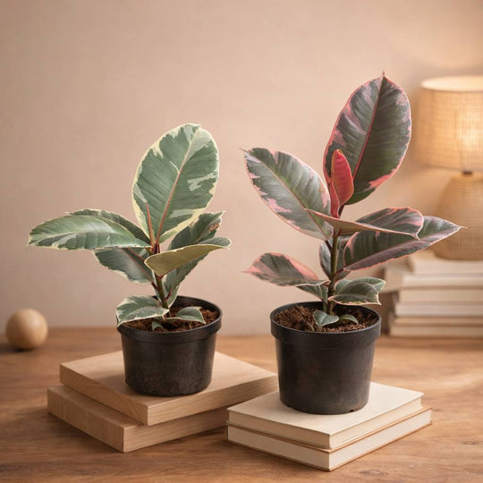 Rubber plant varigated 2 colours (red and white ) C-2
