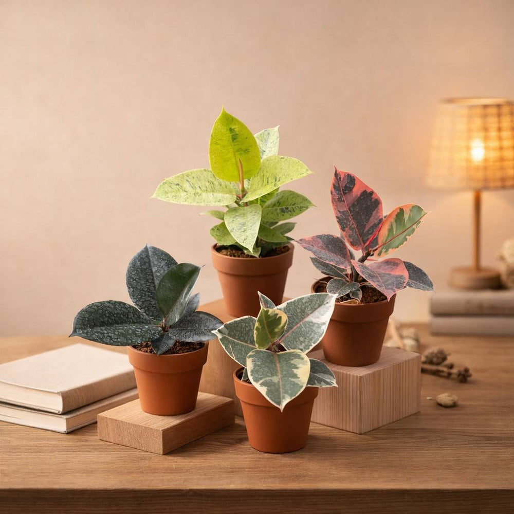 Rubber plant combo ( set of 4 C -1
