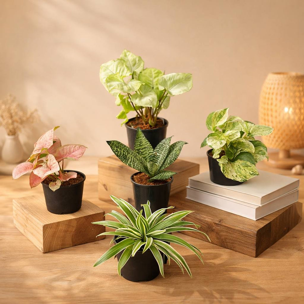 The clean air bundle (syngonium white , syngonium pink ,money plant marble , spider plant , sanseveria dwarf ) C-52