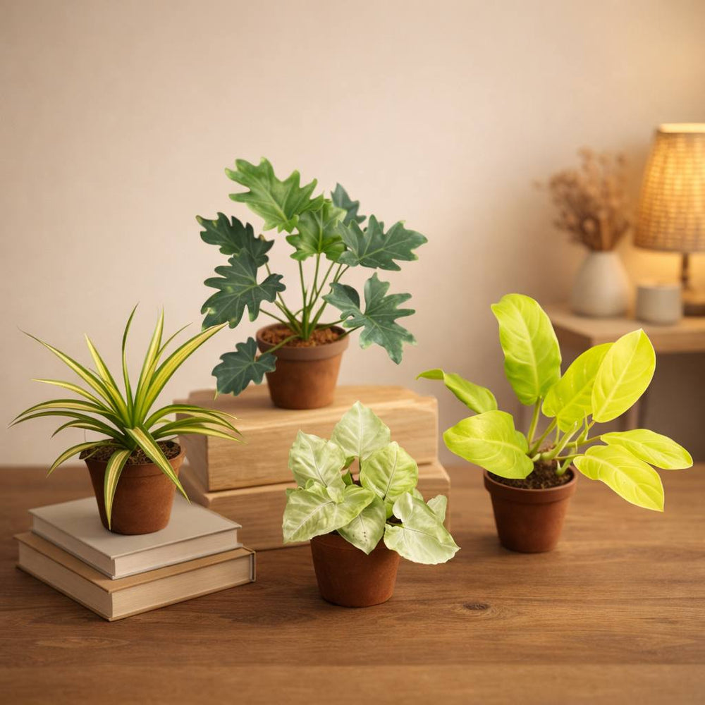 home garden plants ( zanuda, pendanus ,cylon gold, sungonium white ) C-48