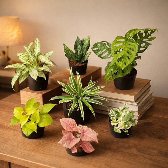 Best home garden plants (Syngonium white , spider plants ,money plant gold ,enjoy pothos ,sanseveria drarf , Broken Heart , syngonium pink C-37