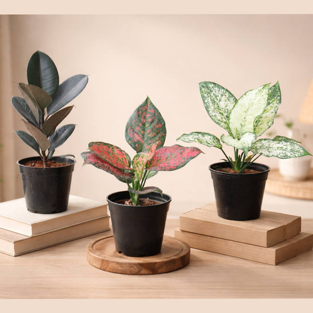 INDOOR PLANTE BUNDLE 9RUBBER BLACK.PINK AGLOENEMA.BURKIN .ZANUDA.SYNGINIUM C - 25