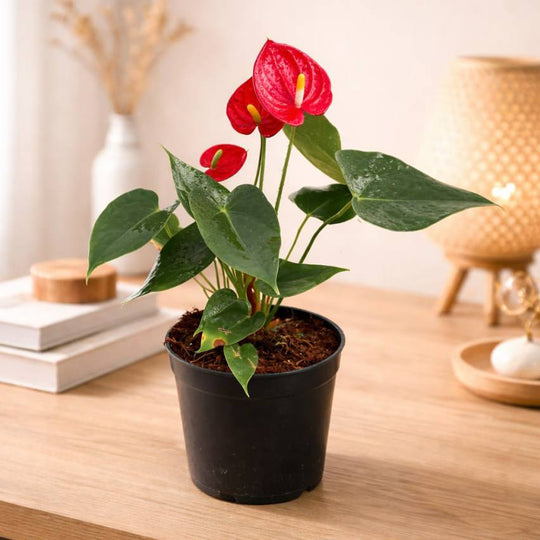 Anthurium red colour