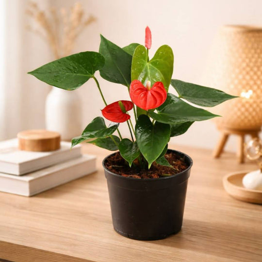 Anthurium orange colour