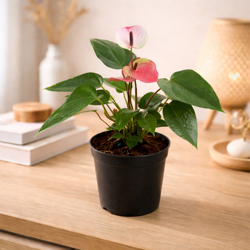 Anthurium dual colour