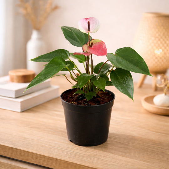 Anthurium dual colour