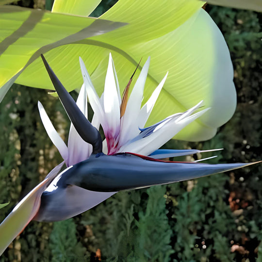 bird of paradise white