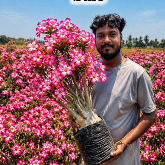 Adenium arabicum