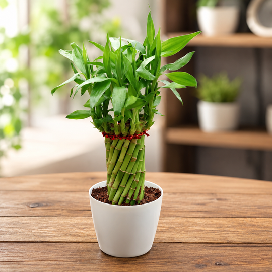 wheel bamboo plant