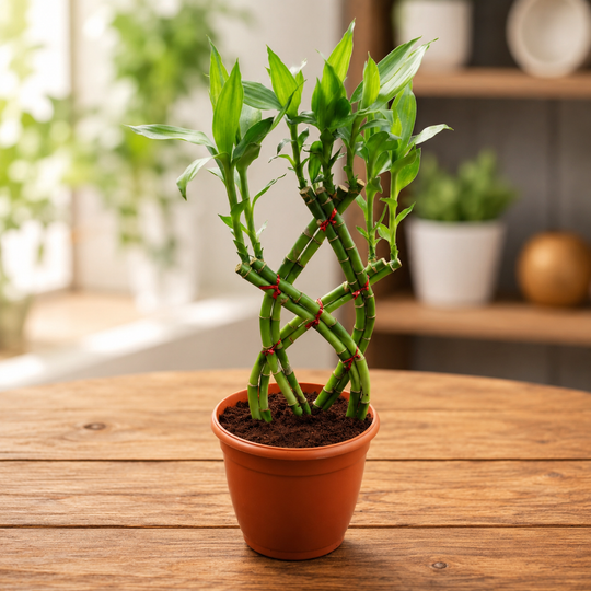 Braided shape bamboo