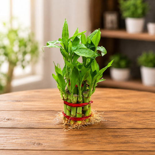 Lucky Bamboo (2 layer )